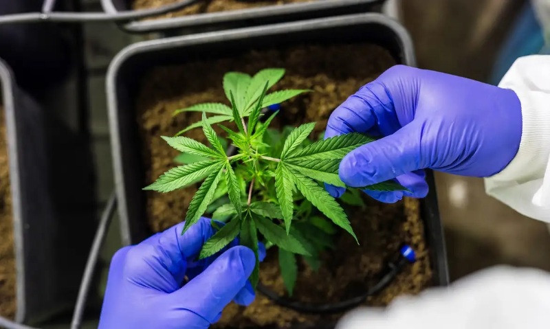 04eb208fd16d492210336429b6e1cddd Justiça de MT autoriza cultivo da maconha para tratamento medicinal